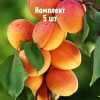 Комплект 5шт / Абрикос Рекламный: фото и описание