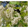 Саженцы акации белой (Робиния) Фризиа (Frisia) -  5 шт.