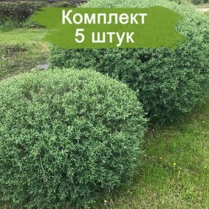 Комплект 5шт / Ива шаровидная Маяк