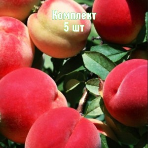 Комплект 5шт / Персик Осенний румянец