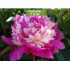 Саженцы пиона Селебрити (Celebrity) -  5 шт.