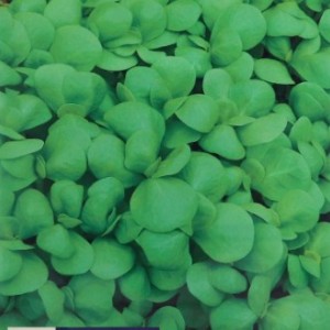 Портулак огородный Восточная закуска